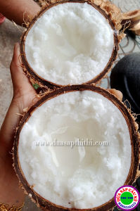 DỪA SÁP LOẠI 1 ĐẶC RUỘT (Trái 800gr-1Kg)