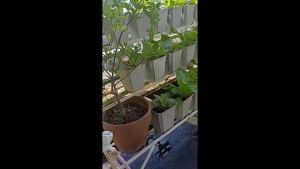 Okra Seeds  Vegetable Seeds  Golden Plant and Seed Store