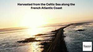 ซานเต้ เกลือทะเลหยาบสีเทาจากทะเลเซลติก - 1.1 ปอนด์ (18 ออนซ์) เกลือทะเลฝรั่งเศสที่ไม่ผ่านการกลั่น ออร์แกนิก อุดมไปด้วย 82+ แร่ธาตุ เกลือ 100% ธรรมชาติ & เก็บเกี่ยวด้วยมือ