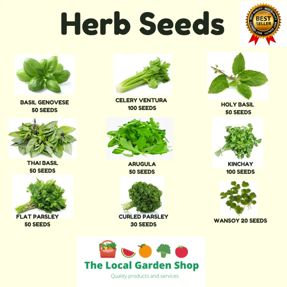 HERB SEEDS CELERY KINCHAY PARSLEY SWEET BASIL. Lazada PH