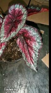 Tanaman Hias Begonia Size Bocil Full Media Dan Pot