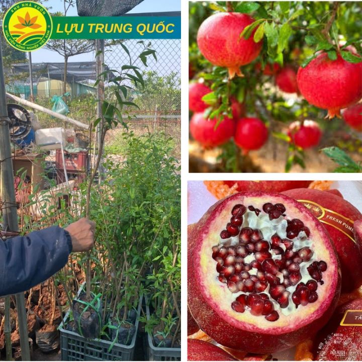 Cây Lựu Đỏ Trung Quốc giống chuẩn F1 siêu năng suất trái siêu to siêu ...