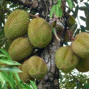 Bibit Tanaman Durian Musangking Murah dan Berkualitas