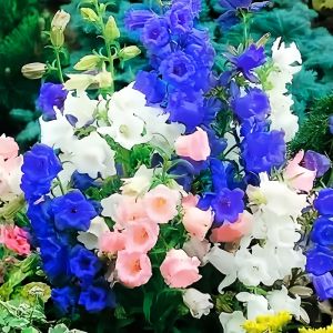 ดอกไม้ผลิฤดูใบไม้ผลิดอกทานตะวันนักเรียนทานตะวันเด็กปลูกต้นกระถางต้นไม้ดอกทานตะวัน