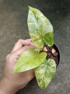 บอนหูช้างด่างเหลือง (Alocasia Gageana Aurea Variegated)