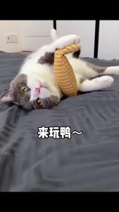 Catnip Cat Teaser Stick with Sisal Ball Sound Toy for Biting and Play