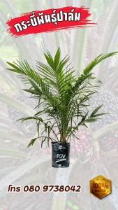ต้นกล้าปาล์ม พันธุ์ปาล์ม ยูนิวานิช ( Univanich )⭐⭐⭐⭐⭐  080
