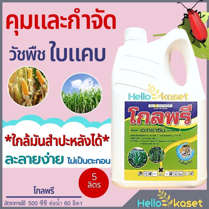 โกลพรี อะทราซีน กำจัดวัชพืชใบแคบ กลิ่นอ่อน