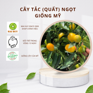 CÂY ĂN TRÁI TẮC (quất) ngọt Mỹ MAI HUY MSP 2973
