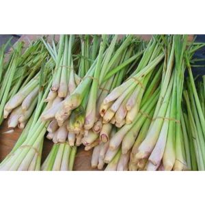 Sereh Serai Putih Wangi Alami Segar Bahan Bumbu Dapur 100 Gram