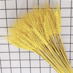 Bó 100 Bông Lúa Mạch Khô Decor Trang Trí Tài Lộc Màu Vàng Natural Tư Nhiên - Bông Lúa Tài Lộc May Mắn Trang Trí Nhà Cửa