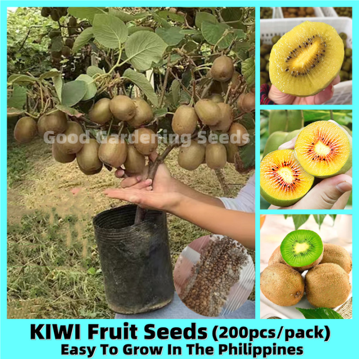 100% Fresh 200pcs Bonsai Kiwi Seeds for Planting Actinidia Fruit Seeds for  Pots Dwarf Fruit Trees