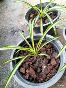 ต้นไม้เศรษฐีเรือนใน ว่านเศรษฐีเรือนใน ไม้มงคล เสริมโชคเงินทอง จัดส่งทุกวัน ต้นไม้