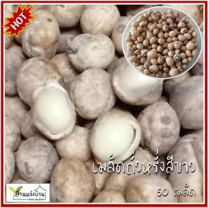 50 เมล็ด เมล็ดพันธุ์ถั่วหรั่งสีขาว เมล็ดถั่วหรั่งสีขาว ถั่วหรั่ง เมล็ดถั่วหรั่ง ถั่วเมล็ดเดียว