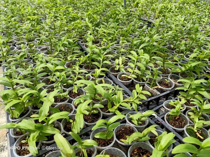 Hoa%20lan%205%20c%C3%A1nh%20tr%E1%BA%AFng%20Ph%C3%BA%20Th%E1%BB%8D%20-%20Image%203