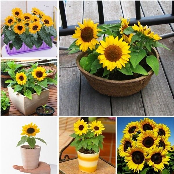 Fast Grow] Philippines Ready Stock 30Pcs/bag Dwarf Sunflower Seed Sun  Flower Plant Beautiful Bonsai Flower