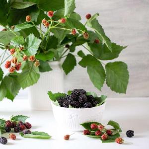 Blackberry Plant (Rubus fruticosus) -  - Pokok Blackberry - ब्लैकबेरी पौधा Blackberry Plant – A Delicious Addition to Your Indoor Garden Vitamin-Rich Berries Compact Grower Edible & Ornamental LIVE PLANT
