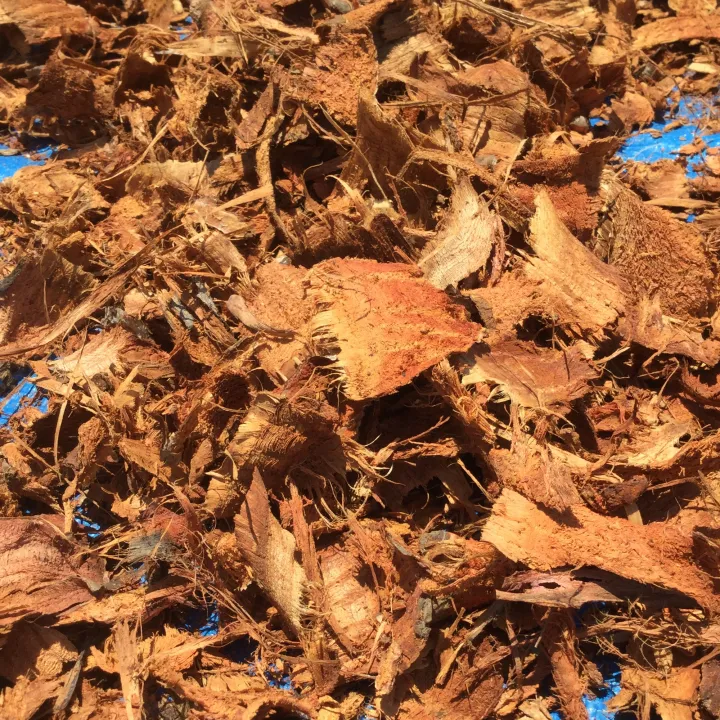 V%E1%BB%8F%20G%C3%B2n%20Gai%20-%20Image%204