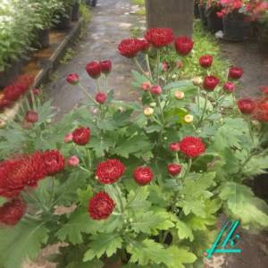 tanaman hias berbunga Krisan merah jumbo