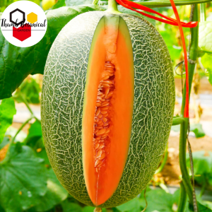 Melon seeds (20seeds) - hami melon seeds