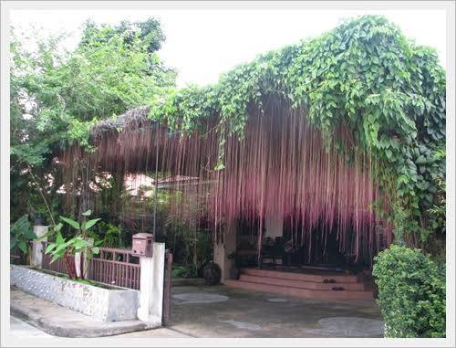 ม่านบาหลี 20 กิ่ง พร้อมขุยมะพร้าวสำหรับชำ ม่านบังตา