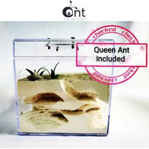 Empire Of Ant Formicaroum - Ant Farm Medium Secret Underground Ant Formicarium Ant Keeping Ant Outworld Ant Formi