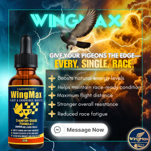 BUY 2 TAKE 2 WingMax Champion Elite Pigeon