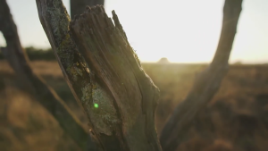 Reptiles Tanks Ornaments Climbing Branch for Snake Amphibians Basking Branch for Reptiles Enthusiasts