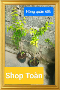 Cây hồng quân. cao tầm 50cm. khỏe dễ trồng