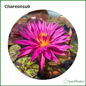 【Sean Planters’】 Tropical Waterlily Matured Flowering Live Plant Bare Root 热带睡莲 开花成熟株 裸根发货