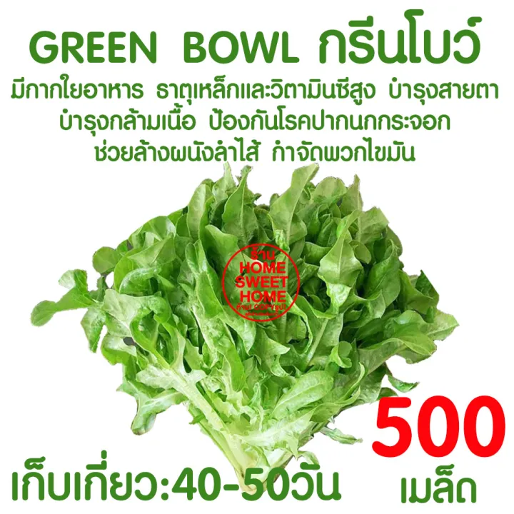 เมล็ดผักสลัดกรีนโบว์ 500 เมล็ด งอกดี ปลูกไฮโดรโปนิกส์