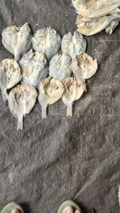 Ikan Asin Ketambak Ikan Laut Kering Lencam Ikan Kering asin Ketambak Super