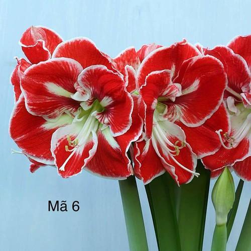 C%E1%BB%A7%20hoa%20lan%20hu%E1%BB%87%20ngo%E1%BA%A1i%20H%C3%A0%20Lan%20samba%20size%2030-32%20-H%C3%A0ng%20oder%20tr%C6%B0%E1%BB%9Bc%204-5%20ng%C3%A0y%20-%20Image%201