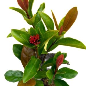 tanaman hias outdour - tanaman Soka siantan