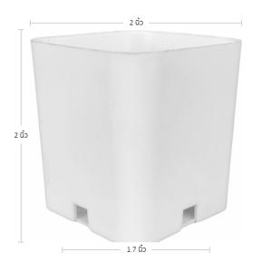 กระถาง กระถางแคคตัส กระถางเหลี่ยม 2 นิ้ว สีขาว Bundle 100 ใบ ชิ้น อัน