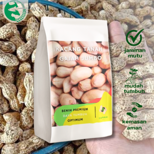 Benih Kacang Tanah Super Gajah Jumbo 1 kg Unggul TANAM SEED Sudah Kupas