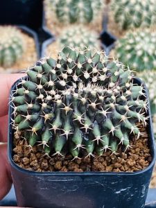 ยิมโนคริสตาต้า gymno calicium cristata ไม้เมล็ด Cactus แคคตัส กระบองเพชร ไม้อวบน้ำ ไม้หายาก ในกระถาง 2-3 นิ้ว ขนาดไม้ 4-8 CM ส่งทั้งกระถาง
