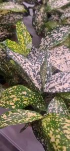 2pot "Dracaena surculosa Florida Beauty" 5-6inch pot ht-200mm