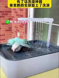 {READY STOCK} 🐦 Automatic Bird Bath & Shower Fountain