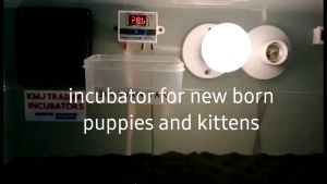 Pet Incubator for Puppy and Kittens