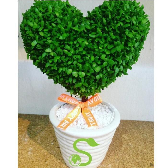 H%E1%BA%A1t%20gi%E1%BB%91ng%20c%C3%A2y%20c%E1%BB%8F%20may%20m%E1%BA%AFn%20-%20Image%204