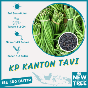 BENIH SAYURAN: 500 BENIH KACANG PANJANG KANTON TAVI KUALITAS UNGGUL