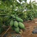 50 Seeds Sweet Cream Papaya Seeds Bonsai Papaya Seeds for Planting Vegetable Plants Dwarf Papaya Seeds Heirloom Variety Red Baby Papaya Plant Seed Papaya Fruit Seeds Papaya Tree Seeds Bonsai Tree Live Plant Dwarf Fruit Trees Seedlings Vegetable Plants. 