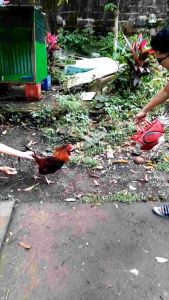 Dummy cock & catch bag