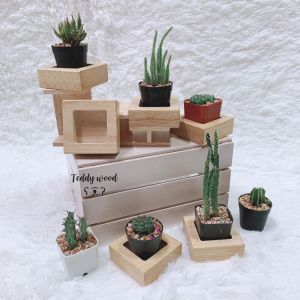 ชั้นวางต้นไม้ ชั้นวางขนาดเล็ก ทรงจาน - ชุดเครื่องสำอางสำหรับการทรงจานไม้