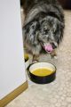 HAY - HAY Dogs Bowl ( ชามอาหารสัตว์ ชามข้าวหมา ชามข้าวแมว ชามอาหารแมว ที่ใส่อาหารแมว ที่ให้อาหารแมว ชามอาหารสุนัข ชามข้าวแมว ชามอาหารสัตว์ ชามอาหารทรงสูง สำหรับสัตว์เลี้ยง ปากชามขนาดใหญ่ ). 
