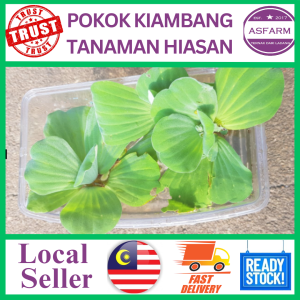 Kiambang Tanaman Hiasan