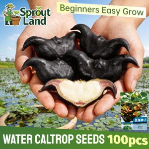 [High Germination] Fresh Water Caltrop Seeds for Planting Vegetable Plants (100 Seed) High Yield Trapa bicornis Water Caltrop Plant Seeds Water Caltrop Fruit Seeds Edible Aquatic Vegetable for Pond Planting Water Caltrop Seedlings Easy To Grow Plants