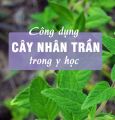 Hạt Giống Cây Nhân Trần - ( cây dược liệu) - Gói 200 hạt.