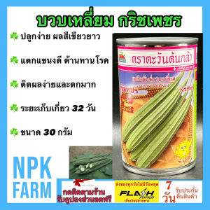 ตะวันต้นกล้า บวบเหลี่ยม กริชเพชร 6/2569 ขนาด 30 กรัม ลอตใหม่ ปลูกง่าย งอกดี ผลเขียวยาว 40 ซม. รูปทรงดี ลำต้นใหญ่ ต้านทานโรค ระยะเก็บเกี่ยว 32 วัน